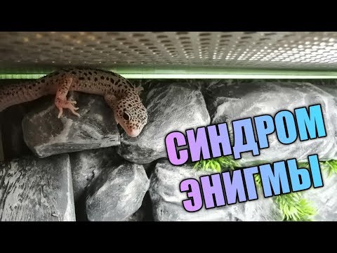 СИНДРОМ ЭНИГМЫ / НЕВРОЛОГИЧЕСКОЕ РАССТРОЙСТВО У ЭУБЛЕФАРОВ / СИГМА #6