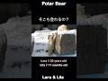 ちゃんと見てる？確かめるこぐま #ホッキョクグマ #polarbear #shorts