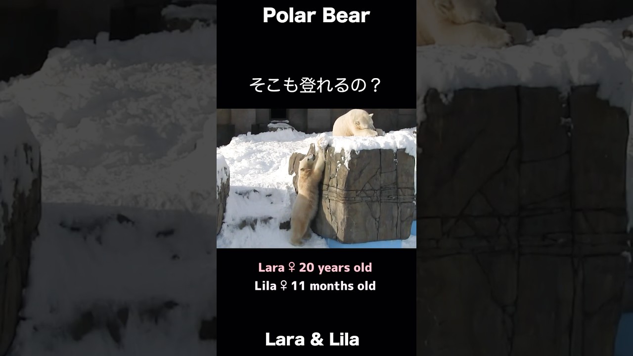 ちゃんと見てる？確かめるこぐま #ホッキョクグマ #polarbear #shorts