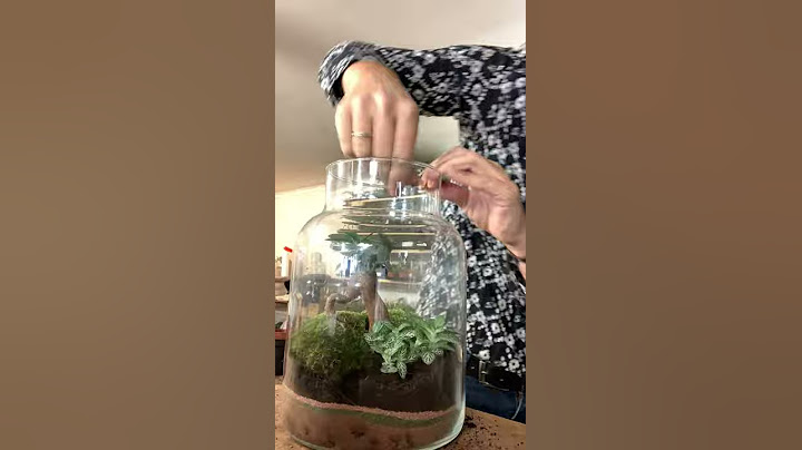 Comment composer un terrarium avec notre bocal Mini cortica