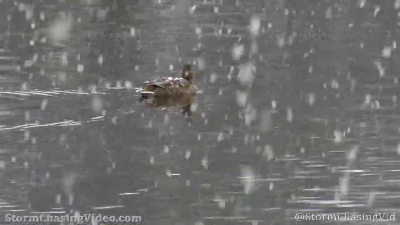 Heavy Snow, Rice Lake, WI - 11/16/2020