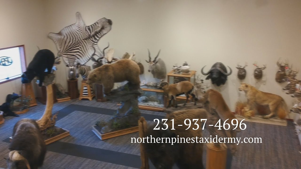 Northern Pines Taxidermy Sportsman Extravaganza Howard City MI YouTube