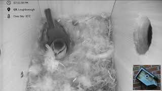 1st April 2025 - livestream - The return of the original box from 2021!
Welcome to this livestream from a back garden located in Loughborough, UK. A female Blue Tit has almost finished building her nest and hopefully we are a few days away from the first eggs being laid. Its likely that she will lay somewhere between 5 and 12 eggs. The eggs will be laid first thing in the morning before she leaves the nest each day. The male takes no part in building the nest but has been seen looking for the female and as the process moves along he will feed her while she is incubating the eggs and he will also bring food for the chicks as they hatch.
There will be times of inactivity when the nest is empty in these early days but you should be able to rewind the live video to search for visits to the box.
If you do happen to spot a bit of action please note the time in the chat. This will allow others to zip to the spot and become acquainted with our little friend.
As you can hopefully see, building is well underway and our bird has started shopping in the soft furnishings department.
Please be kind to each other in the chat and try to stay on topic. Best to avoid politics and war at the moment!
There may be the occasional technical snafu as we go along. Please be patient if this happens, well try and figure out whats gone wrong and fix it as fast as possible. This is the first use for this type of camera and it does seem to occasionally drop audio and no-one is exactly sure why!
Theres a friendly little helper called Nightbot who can answer frequently asked questions in the chat. Simply type in one of the phrases below to have your question answered.
!camera !gender !location !nestbox !species !weather
Be warned - Nightbot does have a dark side and can also place you in timeout from the chat if you use lots of capital letters (please dont shout), if you keep repeating yourself or if youre a potty mouth.
Please subscribe to the channel and hit the like button so you can find us more easily. Please feel free to share with others who might be interested in whats going on in the nest box.
FAQs-
Why is the box on the side of a house and not in a tree?
Unfortunately the tree used in 2021 came down in a storm last year. Yes, there are other trees in the garden but theres another issue. One of the neighbours has an extraordinarily determined cat. Previous viewers may have seen the video where a white paw appears via the entrance hole while the cat sits on the roof of the box. No amount of spikes on the roof, aluminium wrapped around the tree trunk or chicken wire barricade could defeat this particular cat so it was thought better to mount it to the wall of the house. So far so good...
Camera - discontinued Analogue HD by Gardenature.co.uk. Nestbox cameras can also be found at Greenfeathers.co.uk
Nest box - https://www.green-feathers.co.uk/collections/bird-boxes/products/handmade-wooden-side-view-bird-box
Streaming software - OBS
FREE to download at https://obsproject.com/download
Editing software - Davinci Resolve 18
FREE to download at https://www.blackmagicdesign.com/products/davinciresolve/
Streaming hardware - 2 x Apple iMac 21.5 2017 3.4GHz
- Blackmagic Atem mini 1st April 2025 - livestream - The return of the original box from 2021!