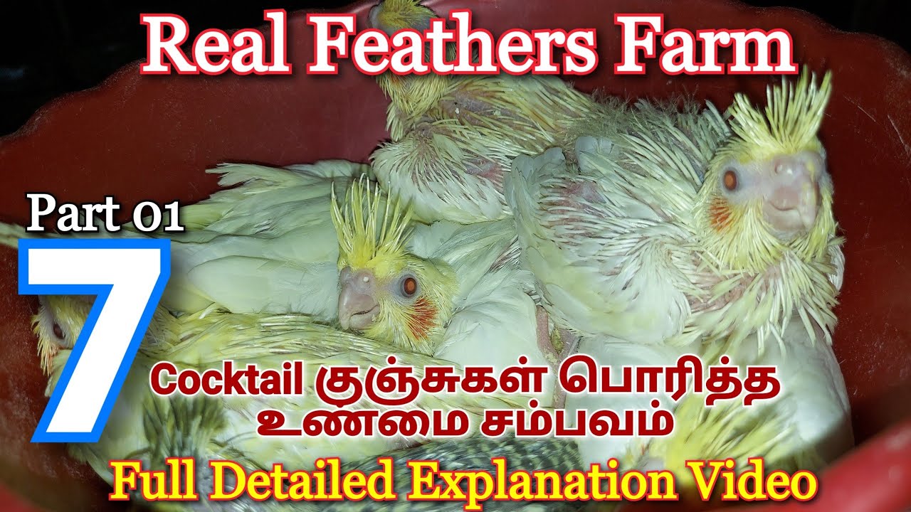 RF Farm's 4 Cocktail Pairs | Full Explanation Video from Beginning | Tamil | Best Breeding tips