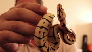 Celebrity Ball Python Unboxing - 2 brand new snakes : Black Balled Net Worth