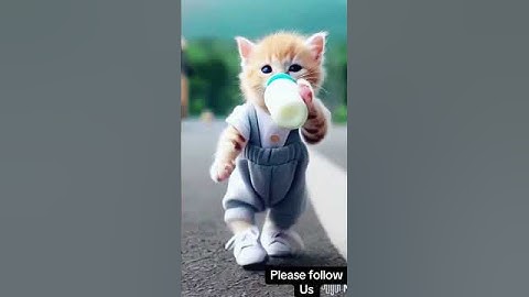 Thumbnail of Dudi dudi dum dum 🍼😻#shorts #shortsfeed #dudidudidam #catshorts