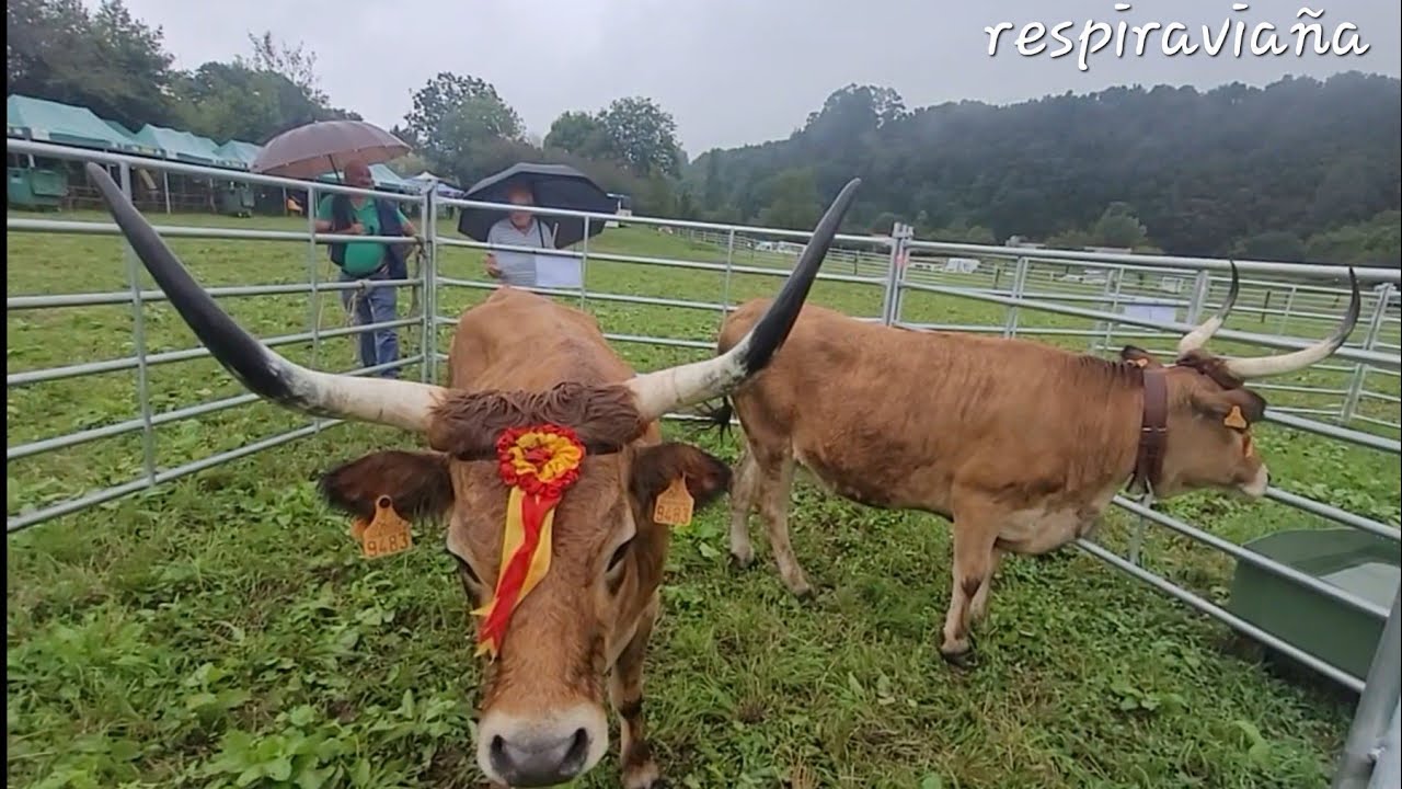 Feria de Ganado de Los Llanos de Penagos 18-8-2024