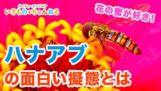 The hoverfly, which feeds on flower nectar, has a unique and