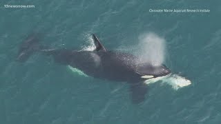 Orca spotted off the coast of the Outer Banks