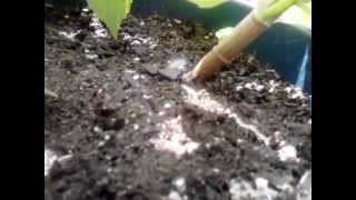 HELP... Attack of the Caterpillar