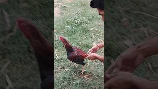 Amazing! Lumbo Boy Caught Aseel Rooster 🔥🐔#shortvideo #viralvideo #shorts #youtubeshorts