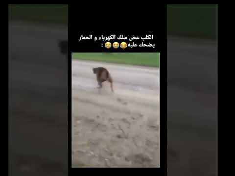 ههههههه الحمار يضحك على الكلب بدموع متنساوش ابوني خاوتي والضغط على زر الجرس