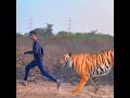 Tiger Attacking! | Gulzar Shaikh official | #shorts #vfx #viralvideo #status #trending #shortsfeed