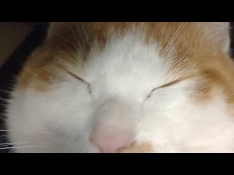 こたつ猫LIVE配信 211218