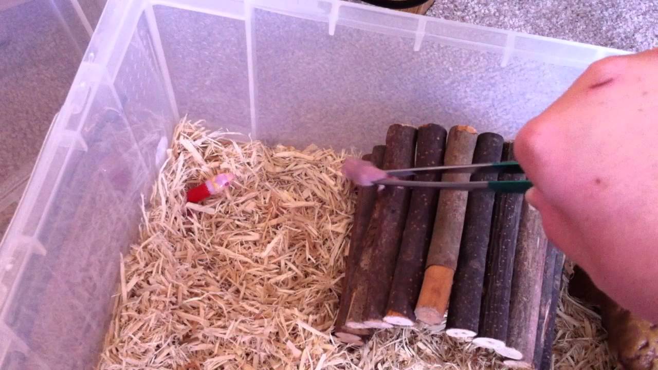 Thumbnail for Feeding Pre Killed Snake Hatchlings With Ultra Pasteurized Milk