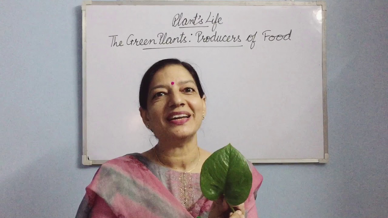 GREEN PLANTS PRODUCERS OF FOOD . PART1 (Parts of a Leaf) YouTube