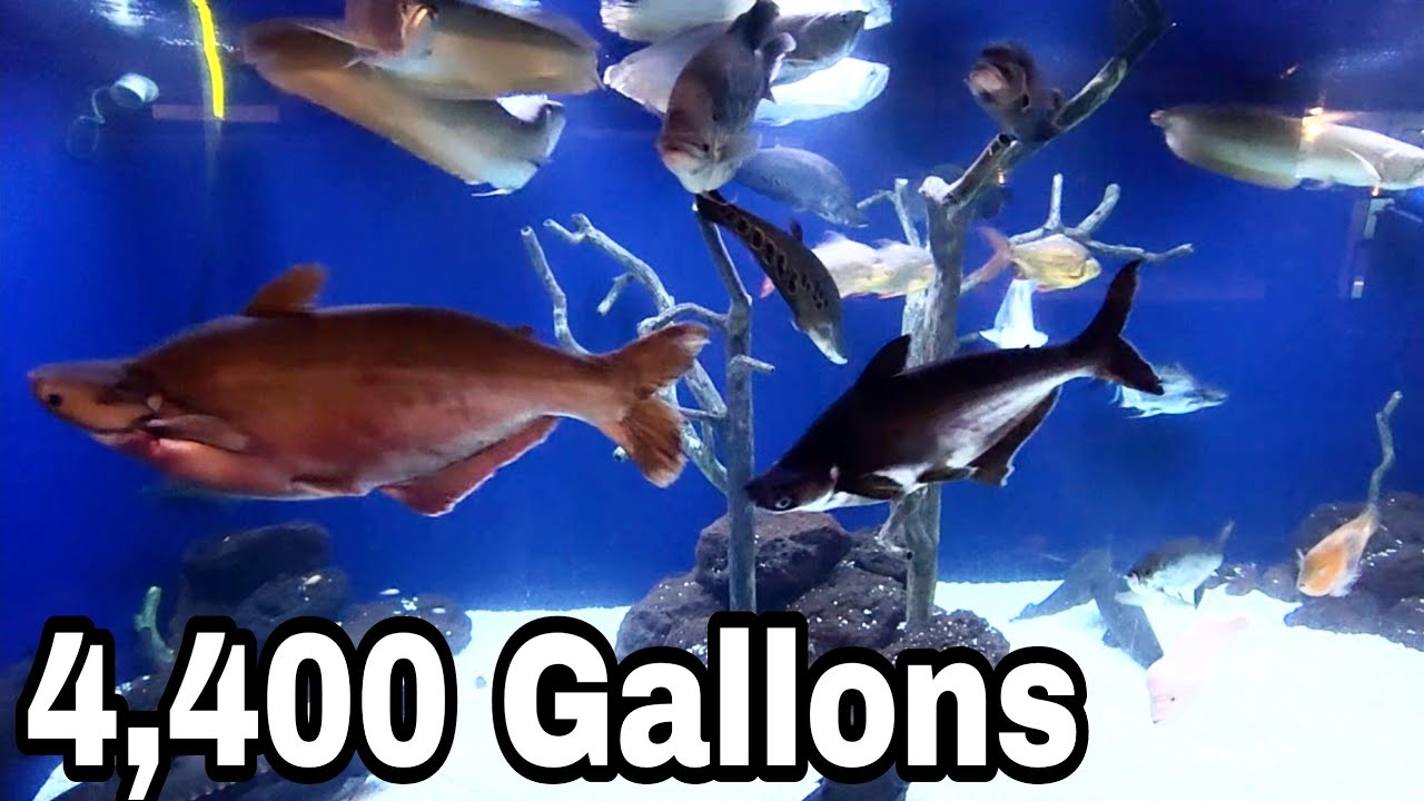Watching the 4,400 gallon aquarium at Ohio Fish Rescue YouTube