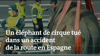 En Espagne, un éléphant de cirque tué dans un accident de la route
