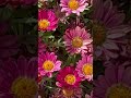 Garden Flowers #shorts