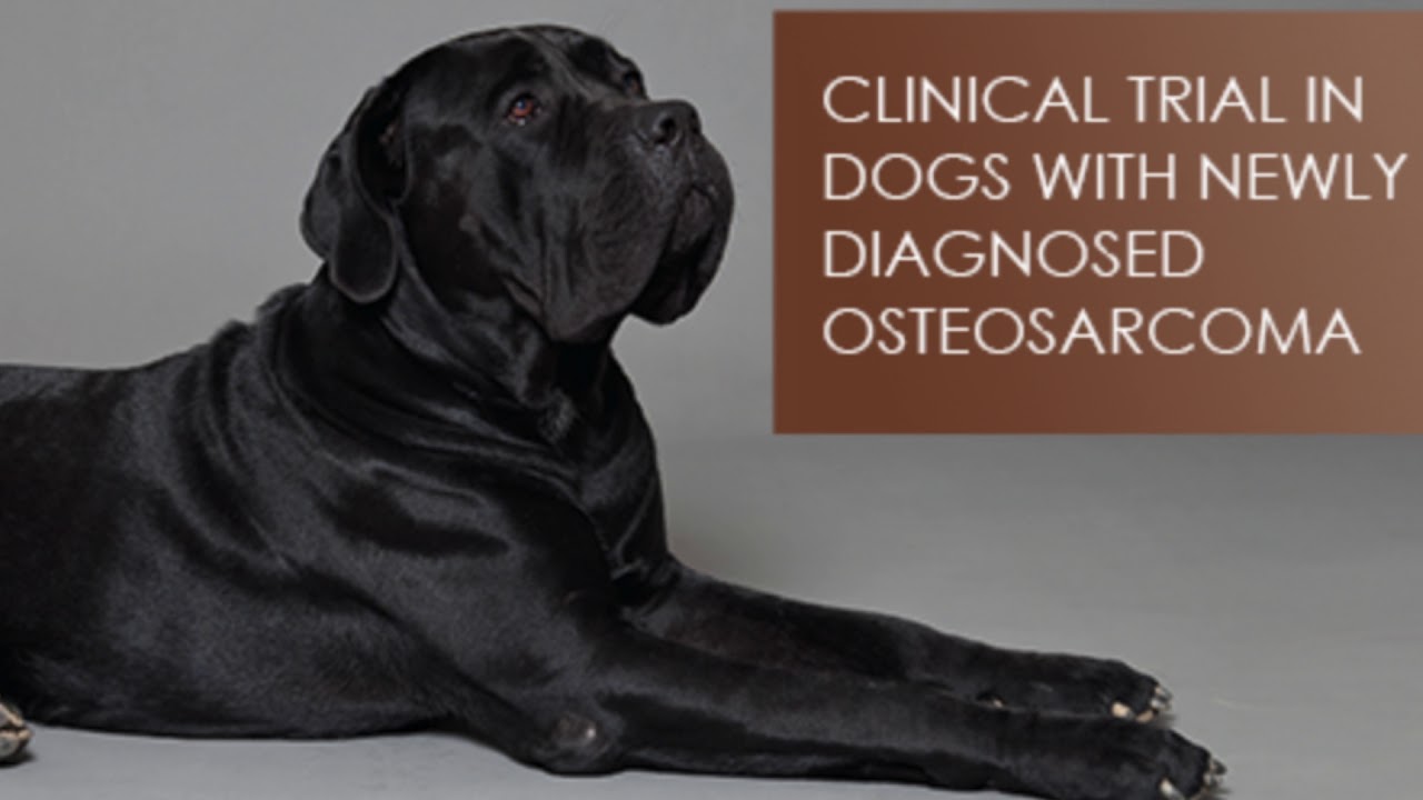 veterinary oncologist
