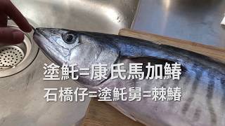 塗魠魚分切  To fillet a narrow-barred Spanish mackerel