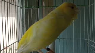 CANARY SONG TRAINING