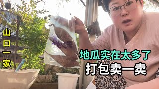 Download Lagu 在日本農村自家地裏種地瓜，吃不完準備賣掉，能有人買麽 MP3