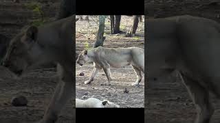 Sasan memories ❤️ 15/06/26 #gandigir #lionsafari #wildlife #shortsviral like share subscribe 🙏