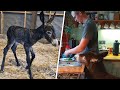 This donkey was raised like a human baby after his mom rejected him