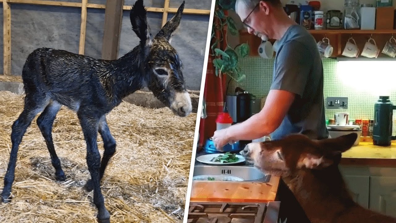 Orphaned Baby Donkey Cried For Days Until He Found A New Mom | The Dodo