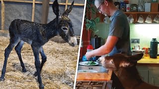 This donkey was raised like a human baby after his mom rejected him