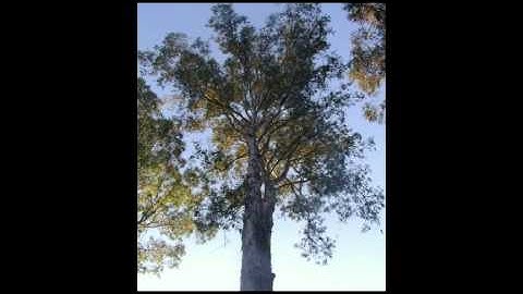 سورة الشمس ناصر الغامدي m76gmm@youtube Large