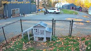 Goldy's Courtyard 725am JUdy Willow new day greetings Larky Willow;850am Janine opens coop1162025