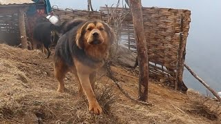 Visiting Nomadic Tibetan Mastiff | Bhote kukur | भोटे कुकुर | Bhedi Goth at Sandakpur, Ilam, Nepal