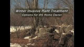 Winter Invasive Plant Treatment: Options for the Home Owner