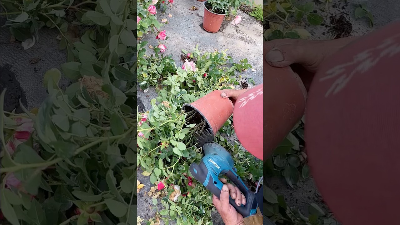 Simple Tips for Healthier, Bigger Roses 