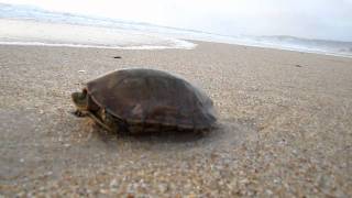 Bad Surfer =) Praia das Paredes - Leiria - Portugal