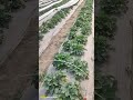 strawberry farm #nepal #strawberry