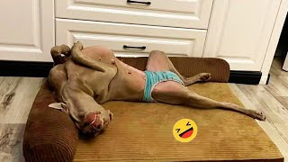 New Funniest Dogs and Cat A Lot of Laughter All Day # | Pets Tv