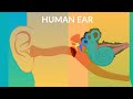 Understanding Human Ears