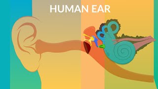 How your Ear Work | Human ear structure and function