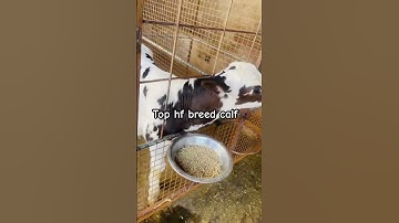 @BainsBreedingFarm #viralvideo #youtubeshorts #livestock #youtube #bainsbreedingfarm