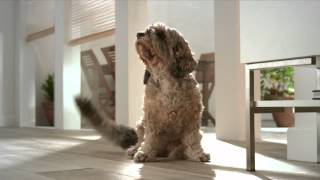 Glade Sense & Spray - Catvertise Animal Handling