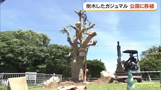 Koza Music Town Gajumaru Tree Transplanted to Park (Okinawa