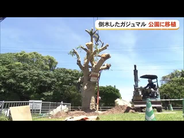 Koza Music Town Gajumaru Tree Transplanted to Park (Okinawa