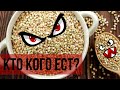 зеленая гречка или кто кого ест