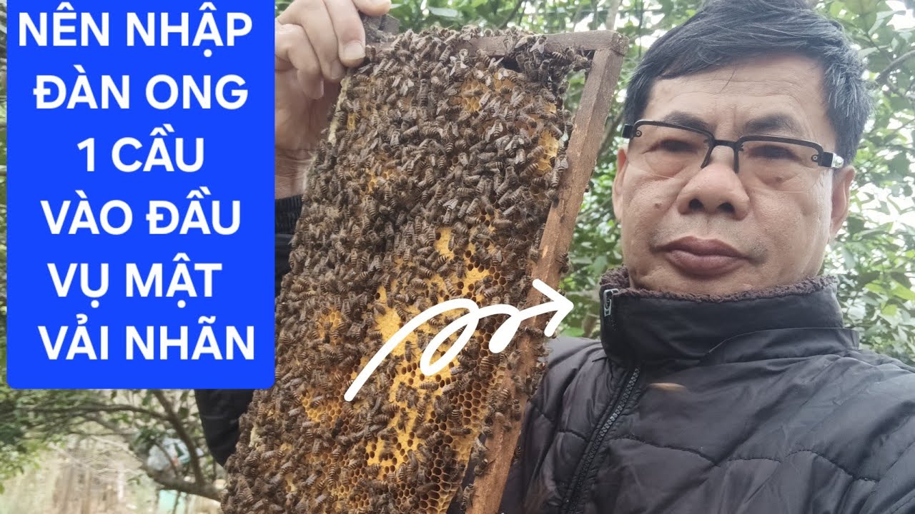 CHIA SẺ CÁCH SỬ LÝ NÊN NHẬP ĐÀN ONG 1 CẦU VÀO ĐẦU VỤ MẬT.NĂNG XUẤT CAO VƯỢT TRỘI.