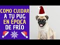 6 consejos para cuidar a tu perro pug en poca de invierno