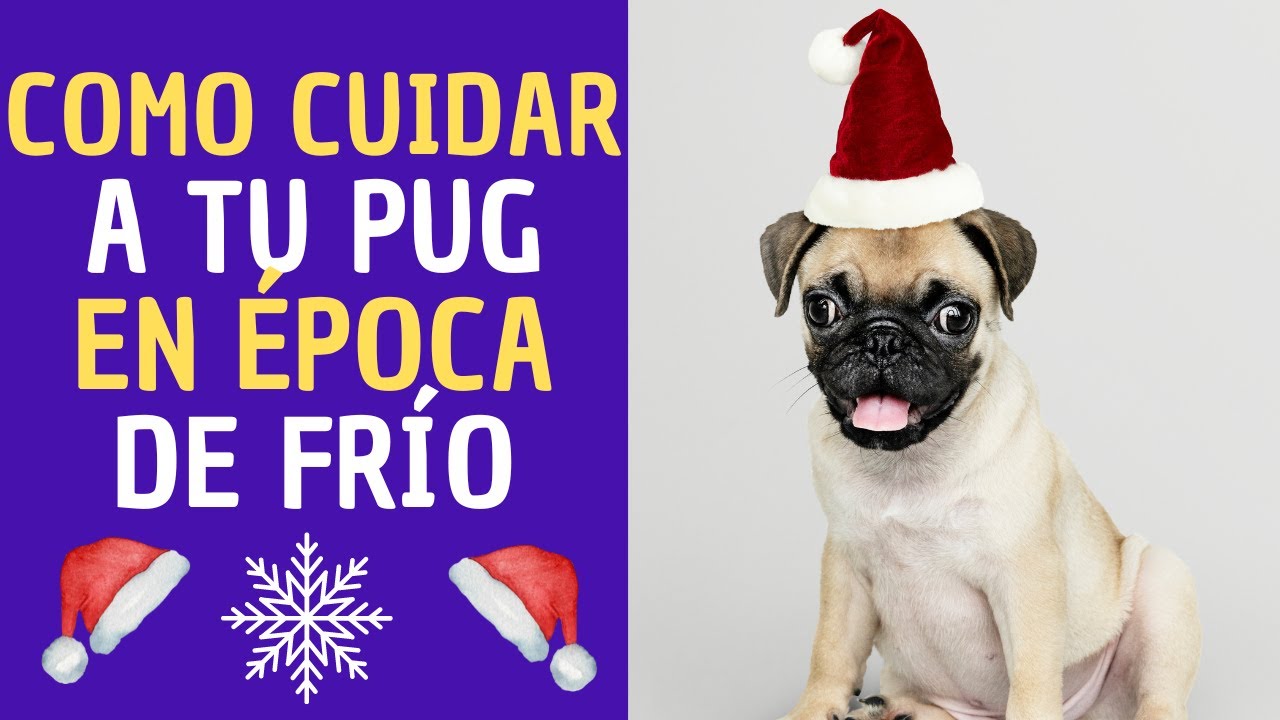 💖✅💥6 Consejos para cuidar a tu perro pug en época de invierno