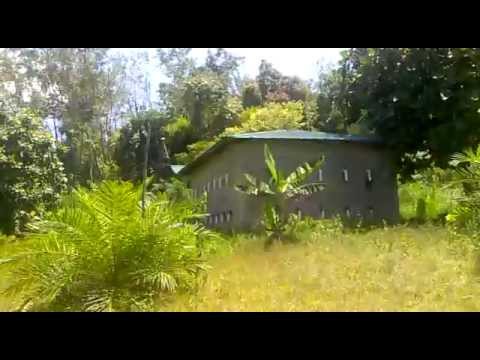 Suara Panggil Burung Walet Yang Dasyat 10/08/2013/758